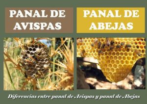 Control de abejas y avispas en Vélez Málaga y Torre del Mar