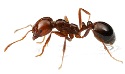 Eliminar hormigas en Vélez-Málaga, Torre del Mar y comarca de la Axarquía