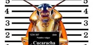 Control de cucarachas en Vélez de Málaga y Torre del Mar